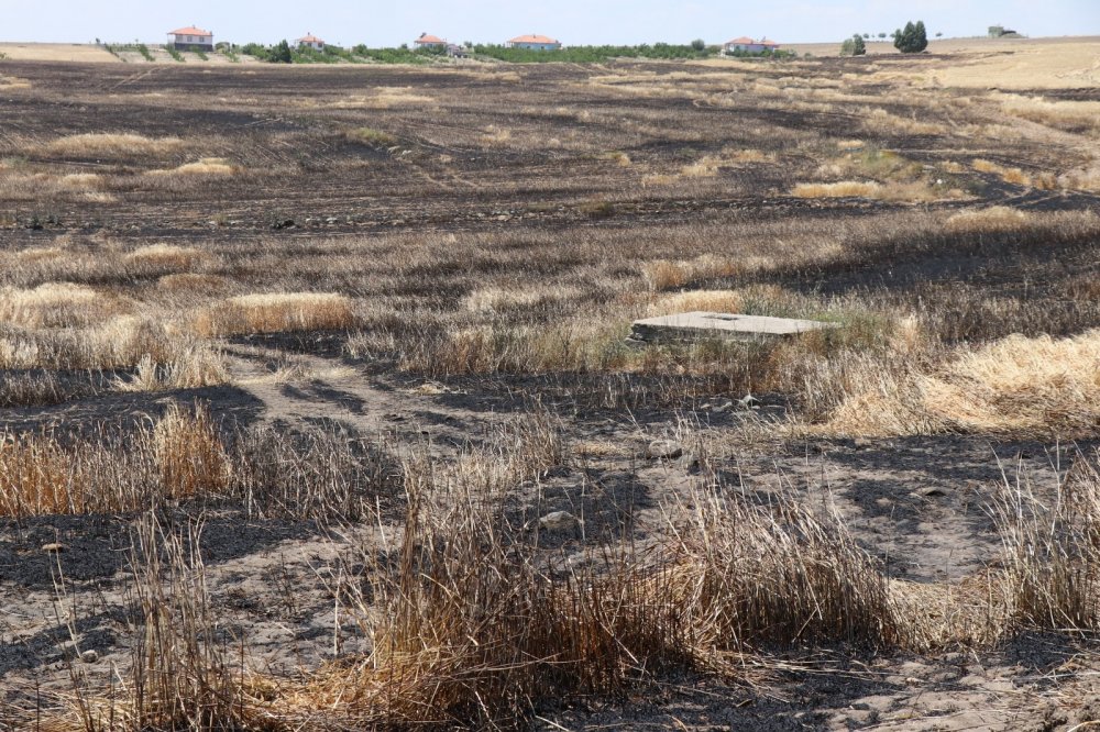 Hasadı beklerken yanan 250 dekarlık arpa tarlası kül oldu