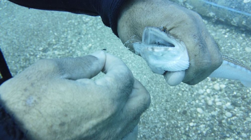 İki olta iğnesi yutan lokum balığını ünlü profesör kurtardı
