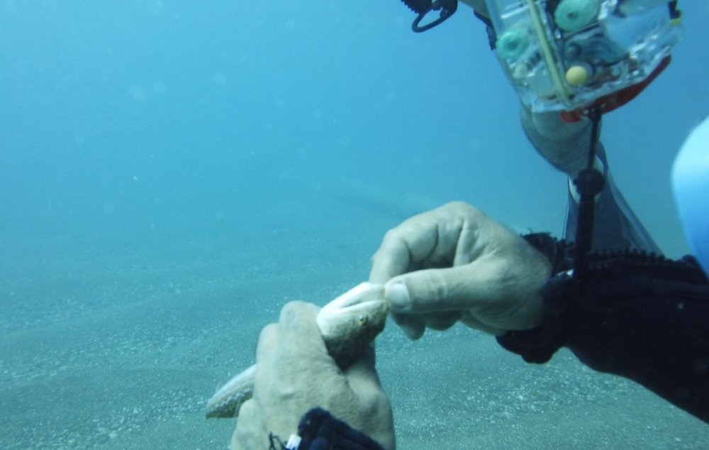 İki olta iğnesi yutan lokum balığını ünlü profesör kurtardı