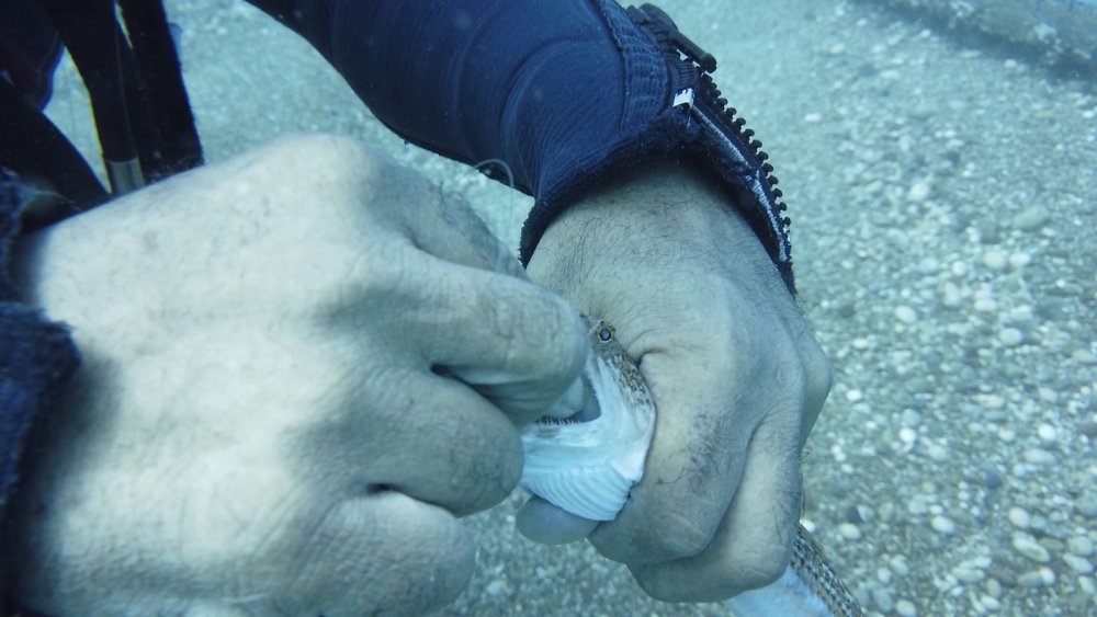 İki olta iğnesi yutan lokum balığını ünlü profesör kurtardı