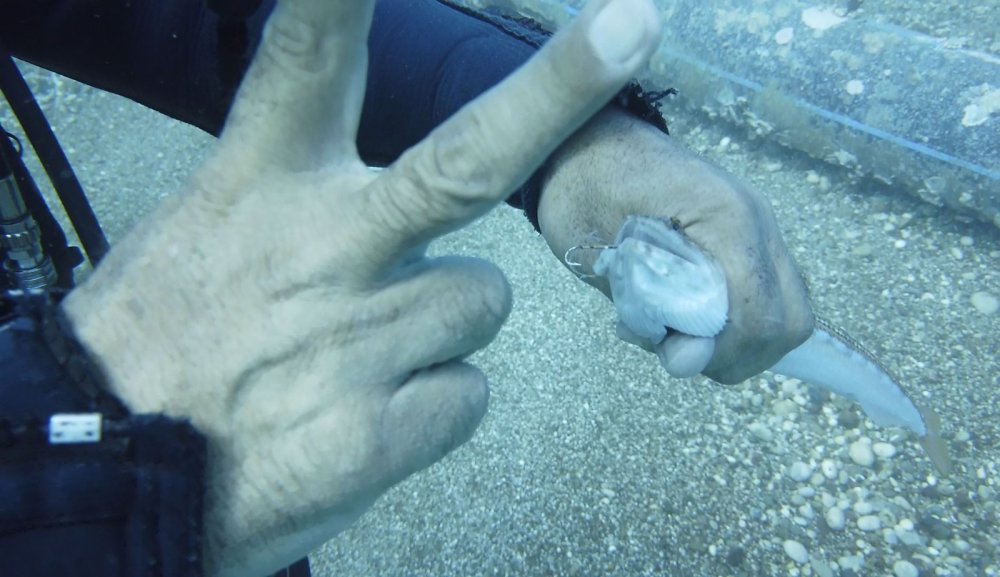 İki olta iğnesi yutan lokum balığını ünlü profesör kurtardı