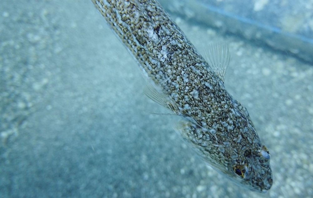 İki olta iğnesi yutan lokum balığını ünlü profesör kurtardı