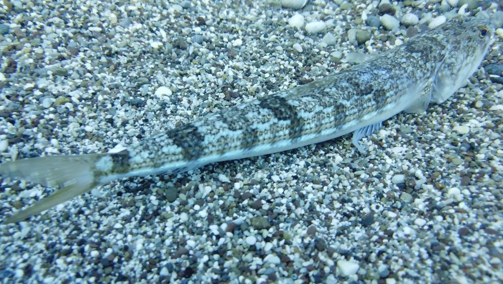 İki olta iğnesi yutan lokum balığını ünlü profesör kurtardı