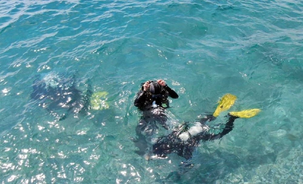 İki olta iğnesi yutan lokum balığını ünlü profesör kurtardı