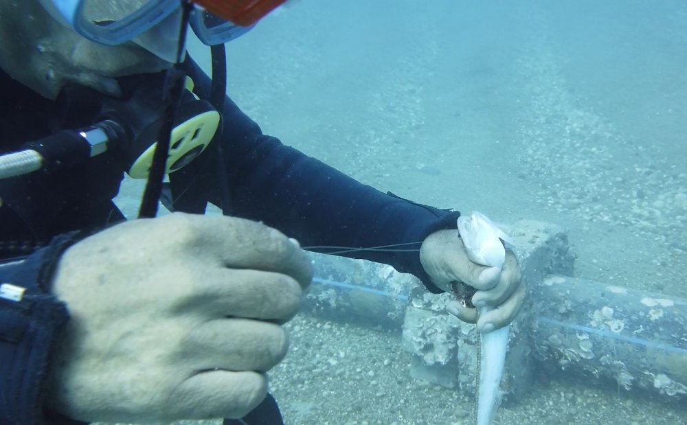 İki olta iğnesi yutan lokum balığını ünlü profesör kurtardı