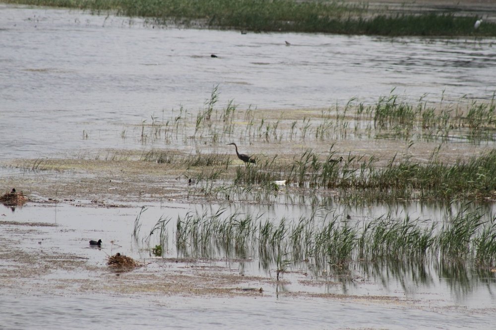 Konya Beyşehir Gölü’nde su seviyesi azaldı! Yat işletmecileri tedirgin