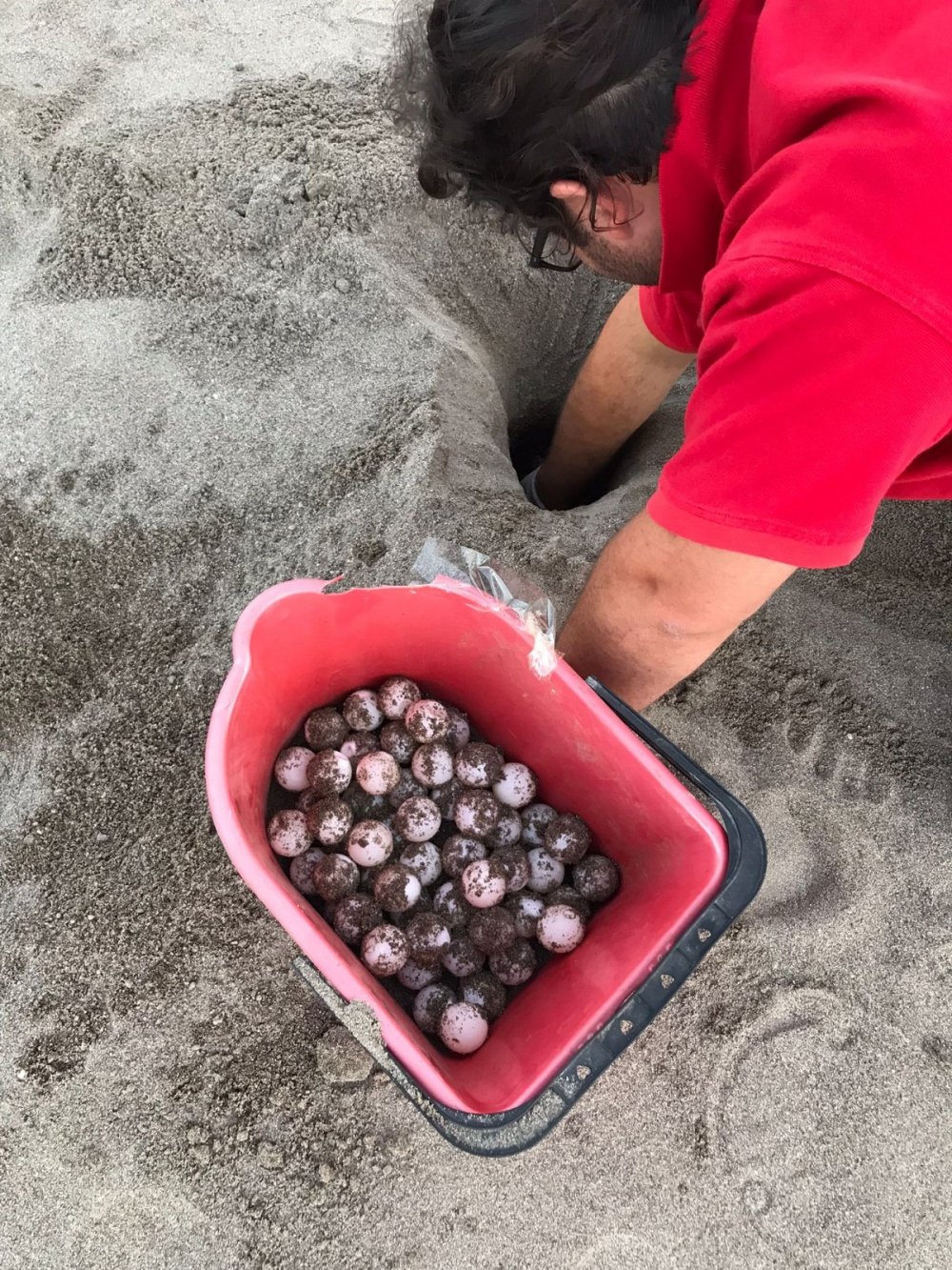 Turizm sezonunu açan Antalya'da hayvanlara sahilde yer yok