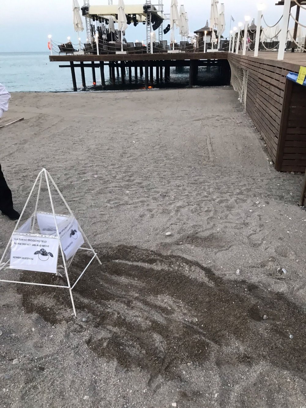 Turizm sezonunu açan Antalya'da hayvanlara sahilde yer yok