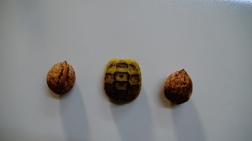 Karaman'da ilginç kaplumbağa bulundu