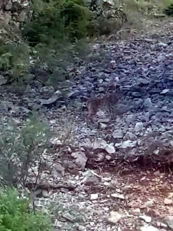 Konya'da soyu tükendi denen bir vaşak görüntülendi
