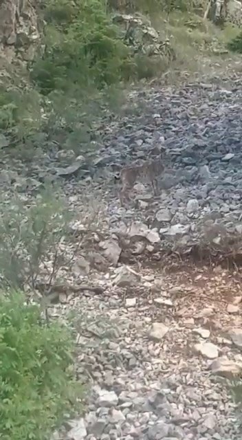 Konya'da soyu tükendi denen bir vaşak görüntülendi