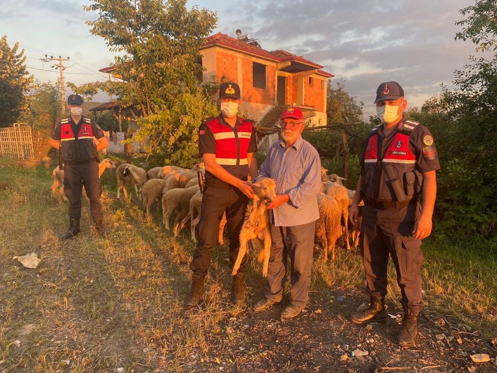 Hayvanları çalınan yaşlı adamın imdadına jandarma yetişti! Drondan kaçamadılar