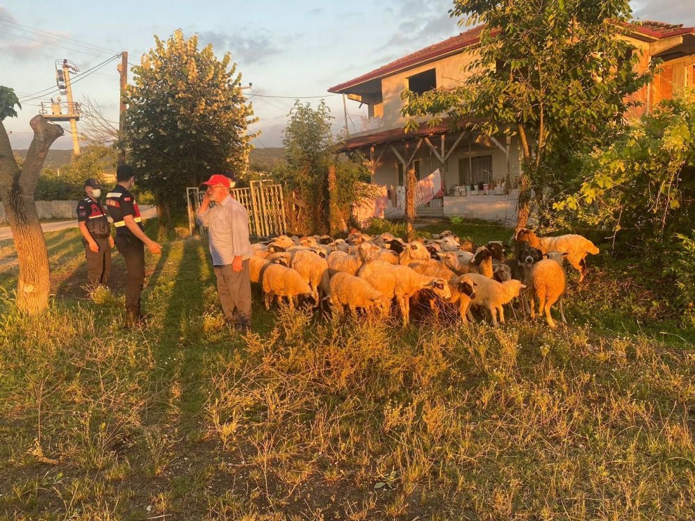 Hayvanları çalınan yaşlı adamın imdadına jandarma yetişti! Drondan kaçamadılar