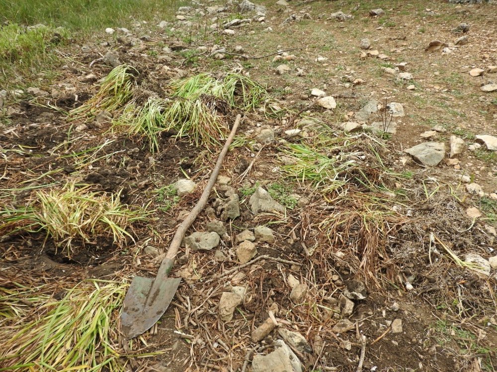 Konya'da yasa dışı göl soğanı söken şahsa 80 bin 465 TL ceza