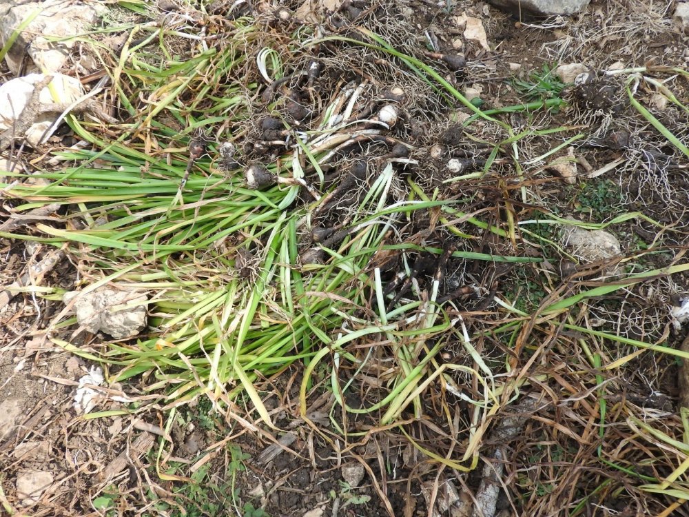 Konya'da yasa dışı göl soğanı söken şahsa 80 bin 465 TL ceza