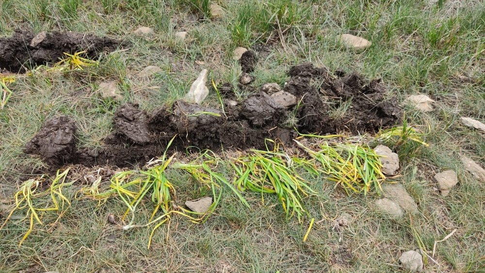 Konya'da yasa dışı göl soğanı söken şahsa 80 bin 465 TL ceza