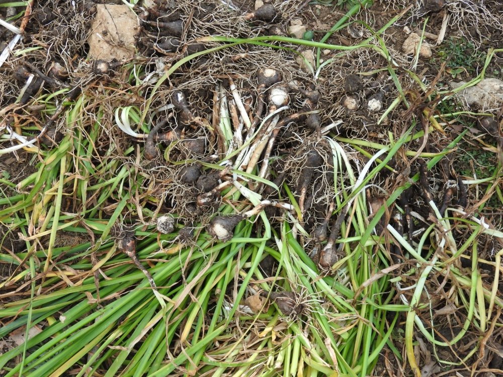 Konya'da yasa dışı göl soğanı söken şahsa 80 bin 465 TL ceza