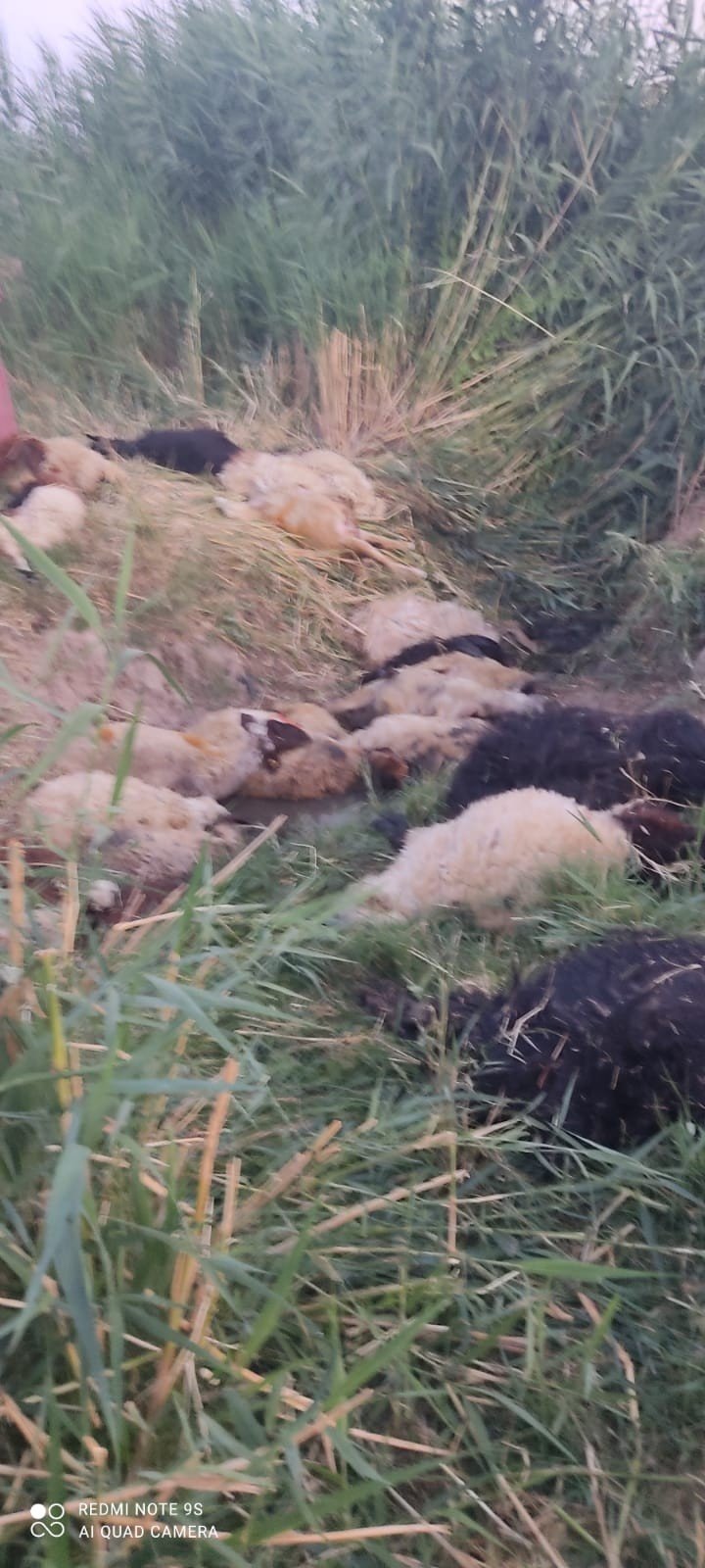 Irmağa atlayan koyunu 499 koyun takip etti! 36'sı telef oldu