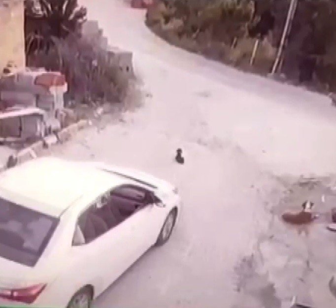 Konya'da yavru köpeğin üzerinden geçen sürücü kameraya yakalandı