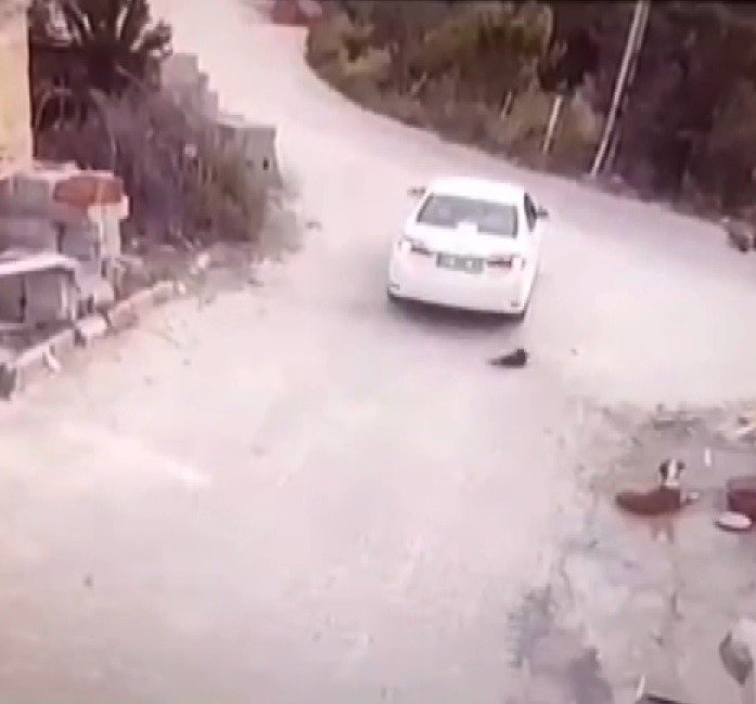 Konya'da yavru köpeğin üzerinden geçen sürücü kameraya yakalandı