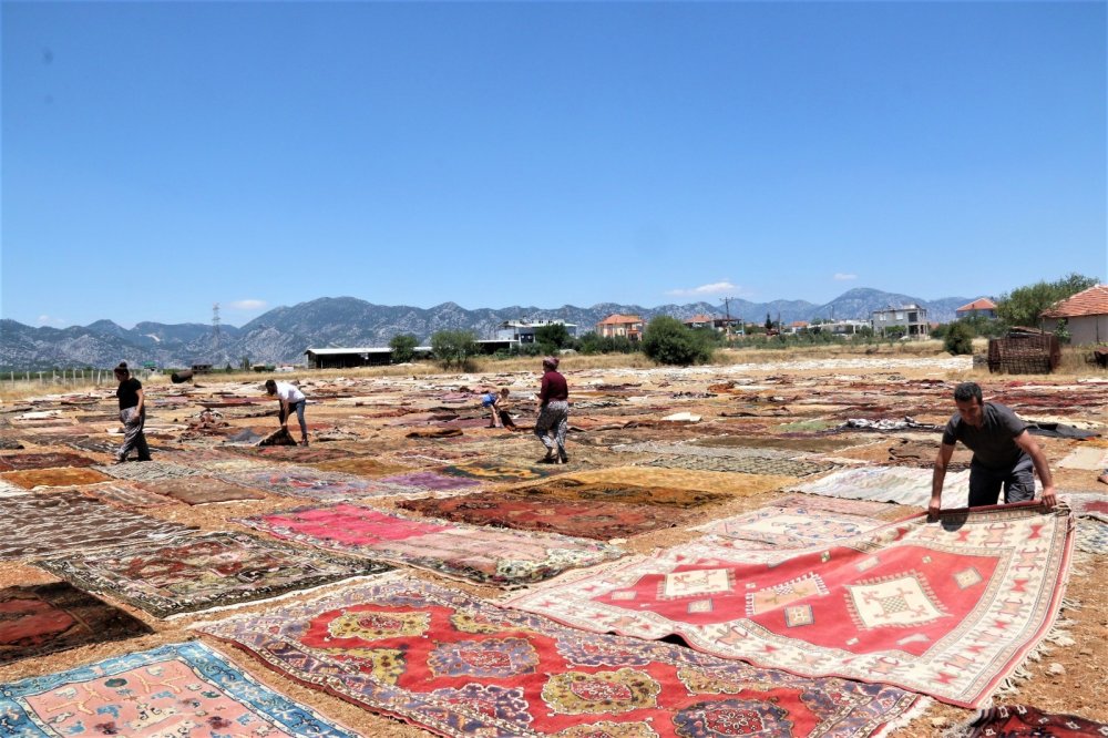 Antalya'da halı mevsimi başladı! Buğday tarlalarında büyük şölen