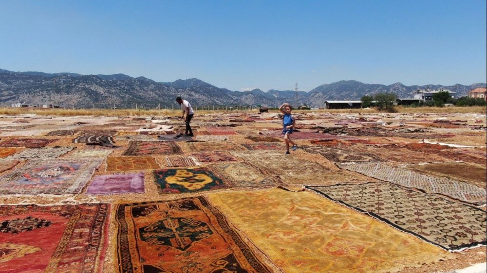 Antalya'da halı mevsimi başladı! Buğday tarlalarında büyük şölen