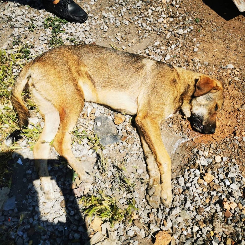 Ankara’da boş arazide zehirli tavuk yedirilerek telef olmuş 6 köpek bulundu