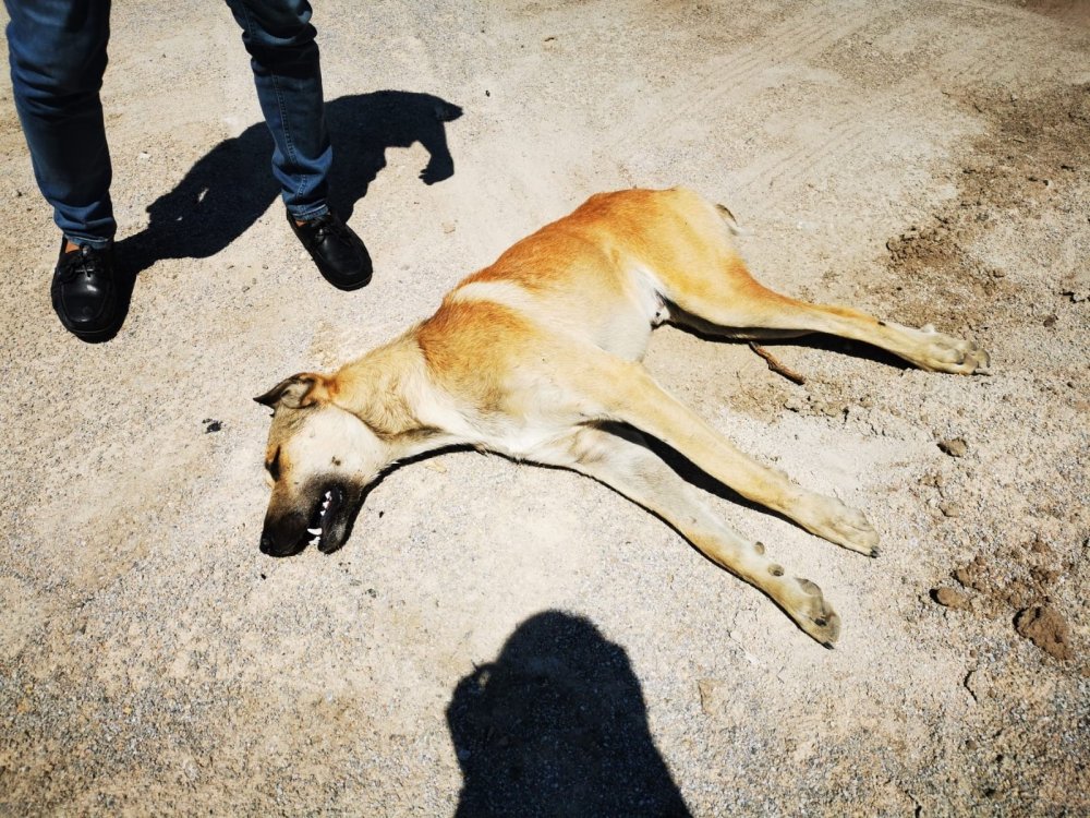Ankara’da boş arazide zehirli tavuk yedirilerek telef olmuş 6 köpek bulundu