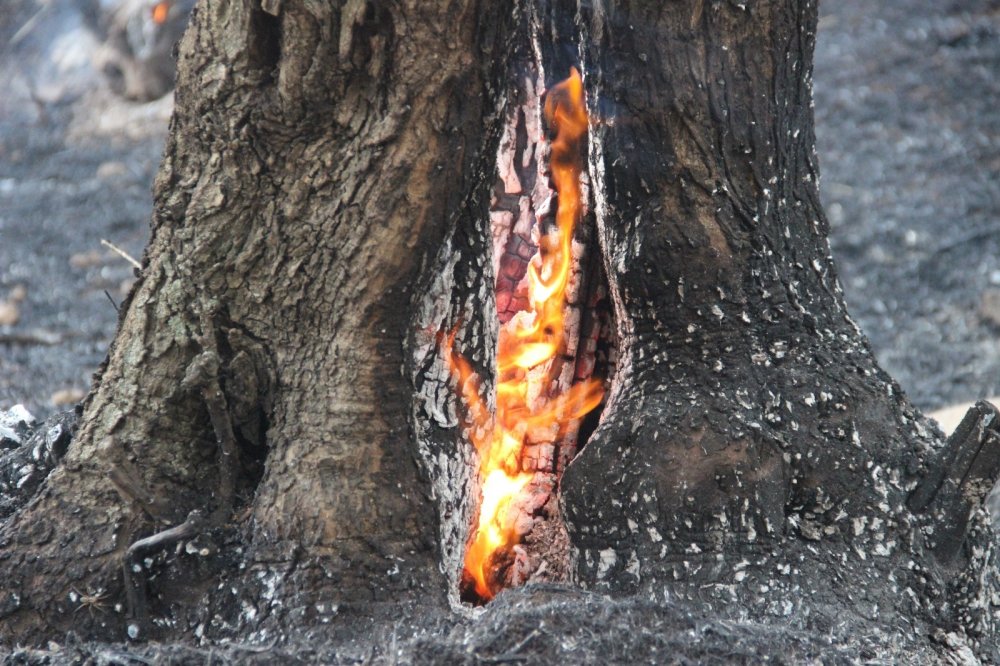 Foça’daki yangın 5 saat sonra büyük ölçüde kontrol altına alındı