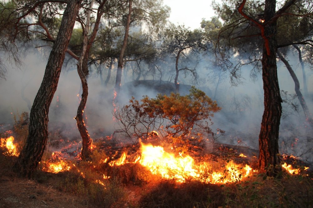 Foça’daki yangın 5 saat sonra büyük ölçüde kontrol altına alındı