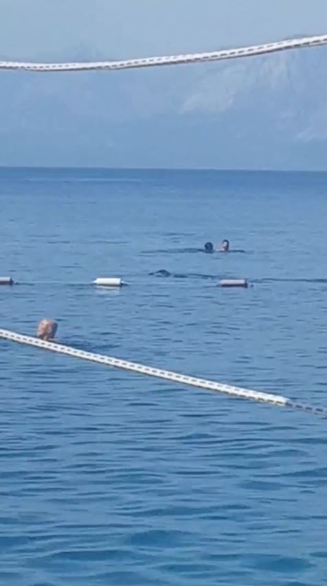 Antalya'da sabah denize girenlere görsel şov! Akdeniz foku heyecanlandırdı