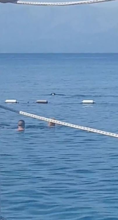 Antalya'da sabah denize girenlere görsel şov! Akdeniz foku heyecanlandırdı