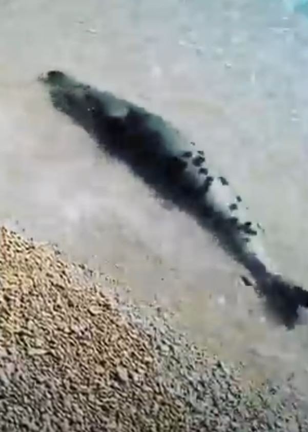 Antalya'da sabah denize girenlere görsel şov! Akdeniz foku heyecanlandırdı