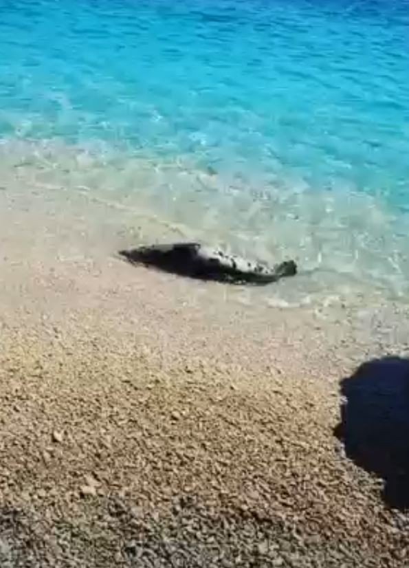 Antalya'da sabah denize girenlere görsel şov! Akdeniz foku heyecanlandırdı