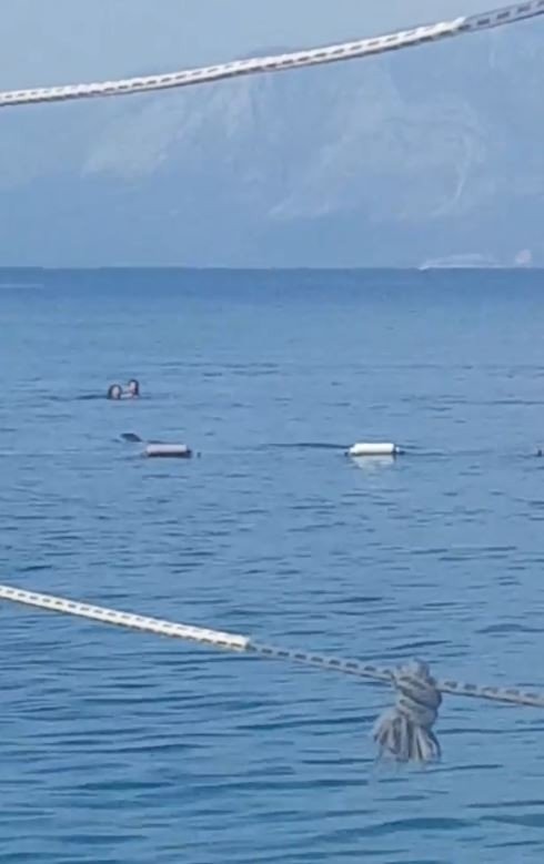 Antalya'da sabah denize girenlere görsel şov! Akdeniz foku heyecanlandırdı