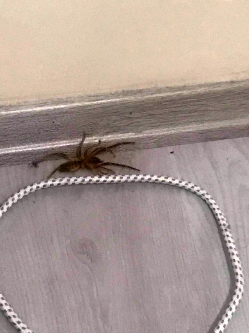 Konya’da bir dönem resmen başladı! Et yiyen örümcek geri döndü