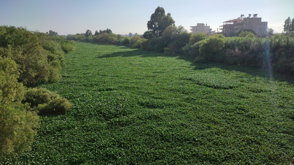 Müsilaj değil! Asi Nehri'nde mükemmel görüntüler