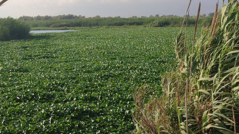 Müsilaj değil! Asi Nehri'nde mükemmel görüntüler