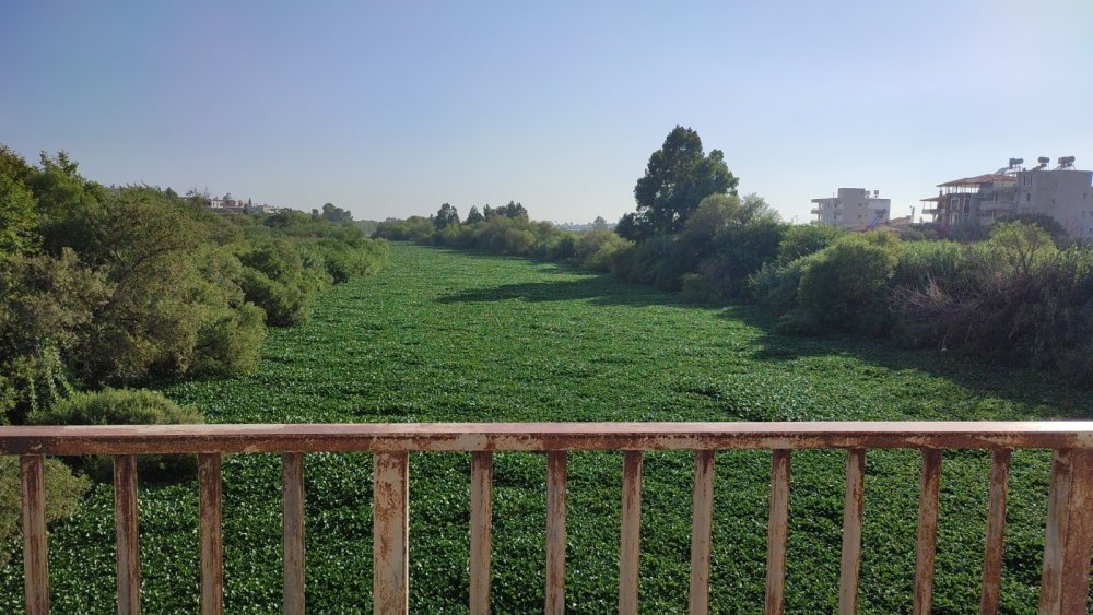 Müsilaj değil! Asi Nehri'nde mükemmel görüntüler