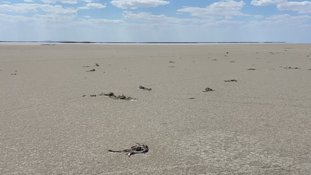 Kuraklık Konya'daki flamingoları da vurdu! Yüzlercesi ölü bulundu