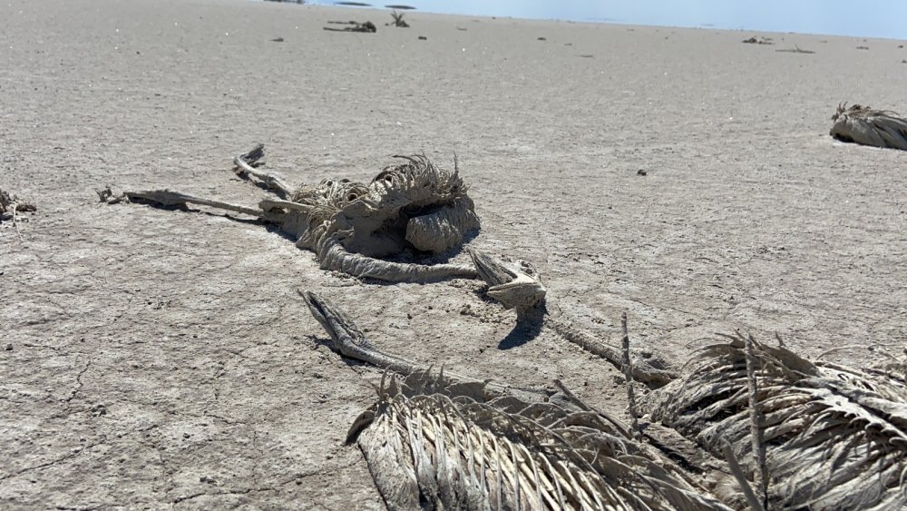 Kuraklık Konya'daki flamingoları da vurdu! Yüzlercesi ölü bulundu