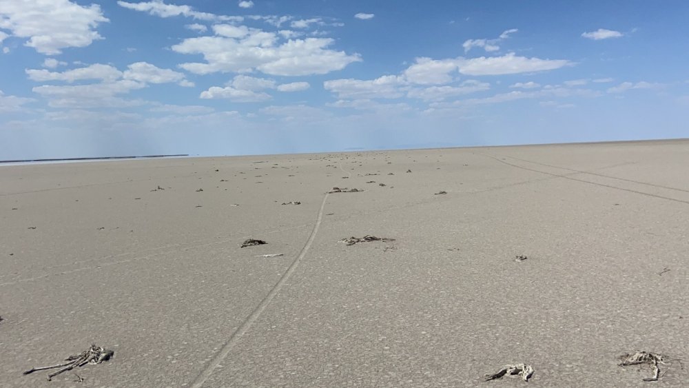Kuraklık Konya'daki flamingoları da vurdu! Yüzlercesi ölü bulundu