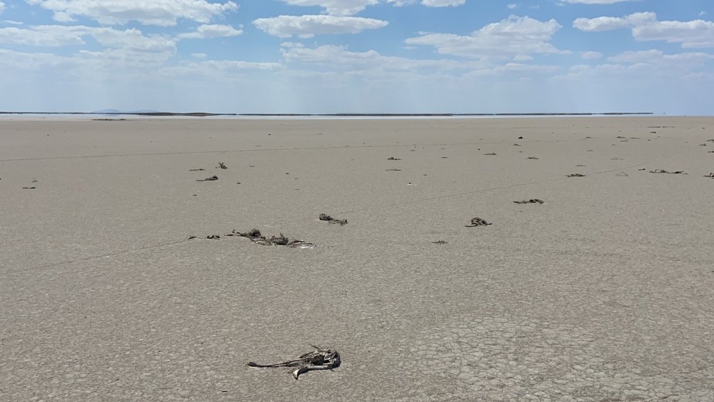 Prof. Darılmaz'dan flamingo ölümlerine dair ilginç detay! Pandemi nüfusu artırdı