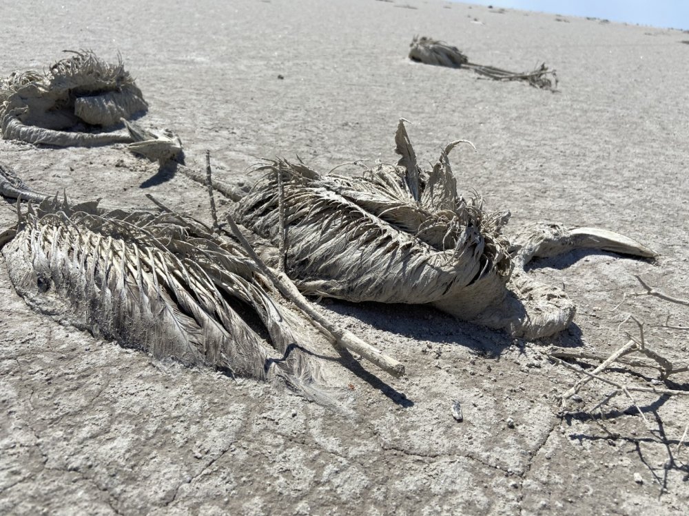 Prof. Darılmaz'dan flamingo ölümlerine dair ilginç detay! Pandemi nüfusu artırdı