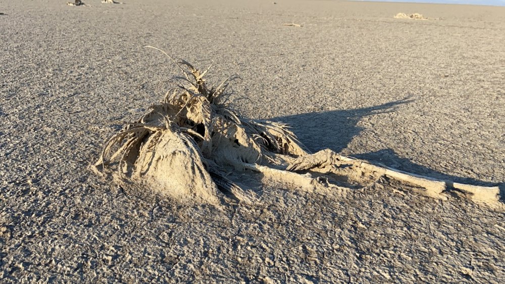 Prof. Darılmaz'dan flamingo ölümlerine dair ilginç detay! Pandemi nüfusu artırdı