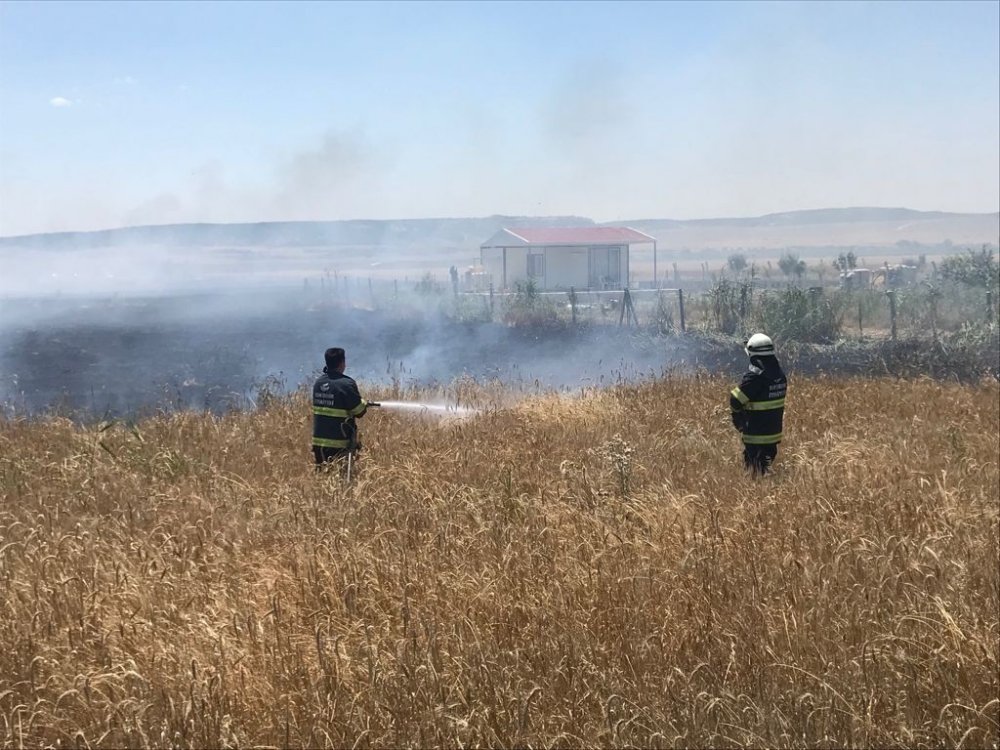 Buğday tarlasında yangın! 15 dönümlük tarla dakikalar içinde kül oldu
