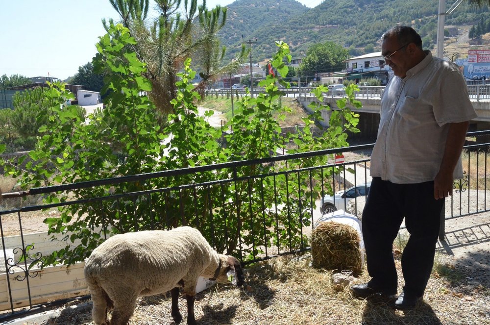 Turgutlu'da muhtar aşıları tam olan aileye kurayla kurbanlık verdi