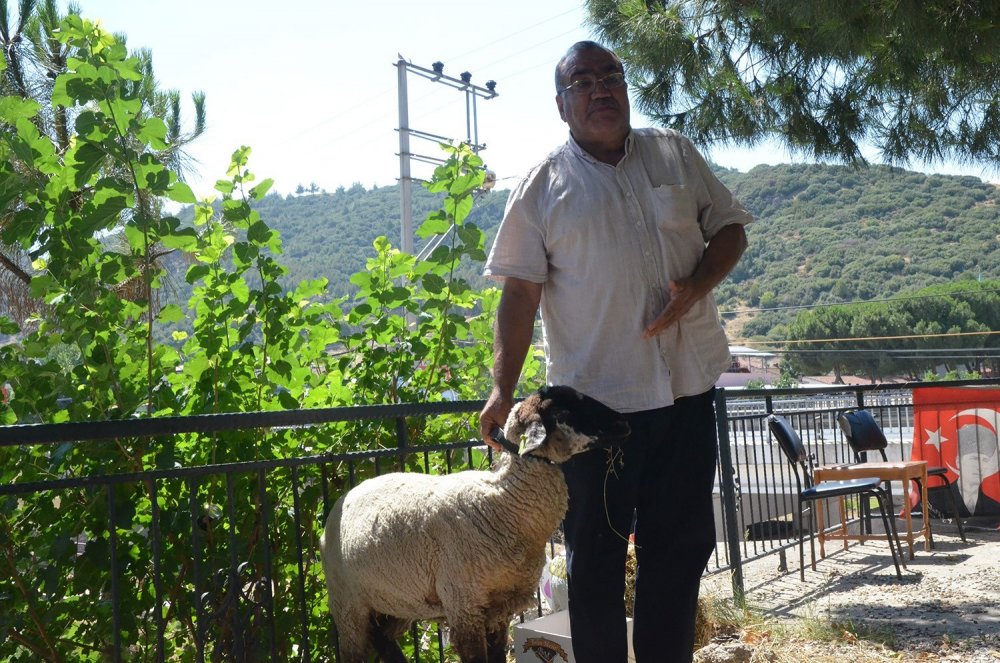 Turgutlu'da muhtar aşıları tam olan aileye kurayla kurbanlık verdi