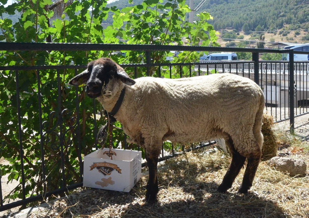 Turgutlu'da muhtar aşıları tam olan aileye kurayla kurbanlık verdi