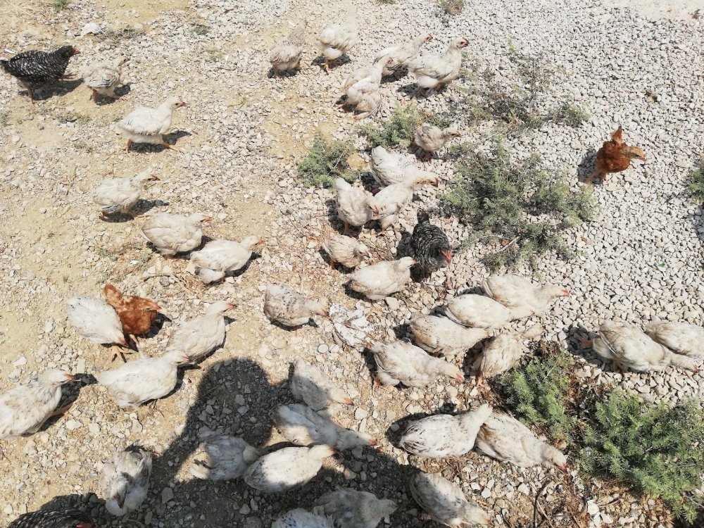 300 civcivi göl kenarında ölüme terk ettiler